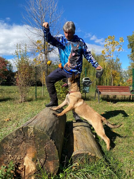 Ciobanesc Belgian Malinois