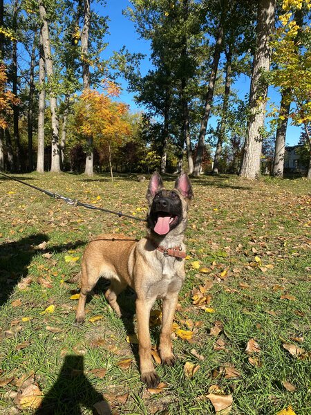 Ciobanesc Belgian Malinois