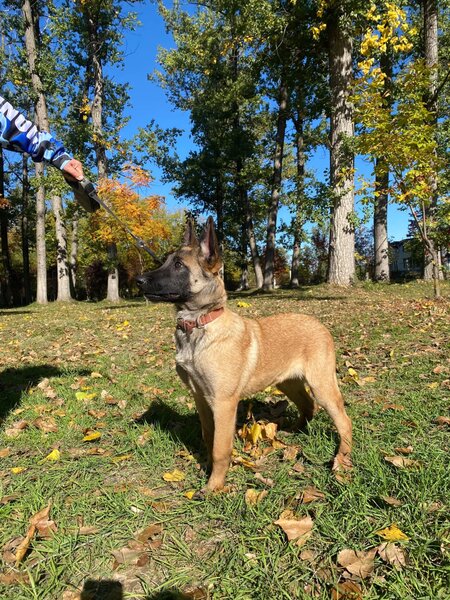 Ciobanesc Belgian Malinois