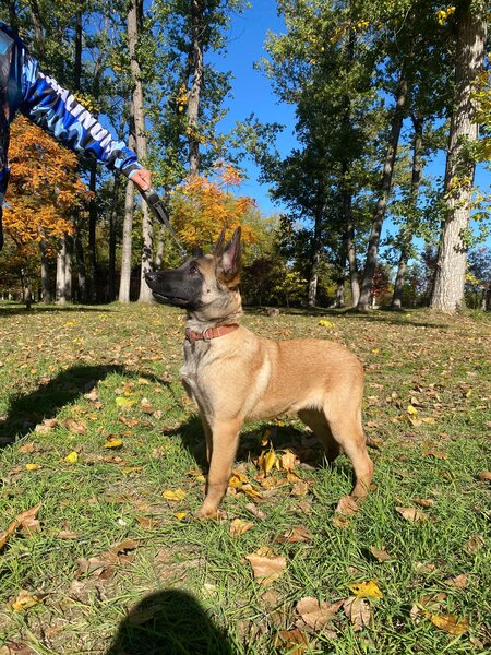 Ciobanesc Belgian Malinois