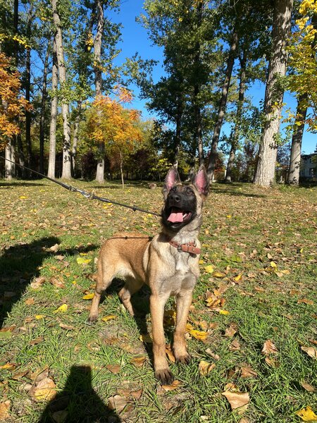 Ciobanesc Belgian Malinois