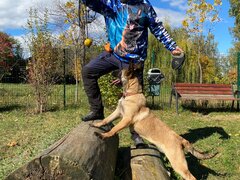 Ciobanesc Belgian Malinois