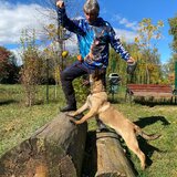 Ciobanesc Belgian Malinois