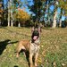 Ciobanesc Belgian Malinois