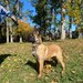 Ciobanesc Belgian Malinois