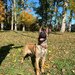 Ciobanesc Belgian Malinois